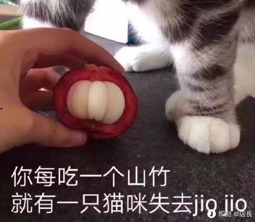 吃瓜猫咪文案短句搞笑